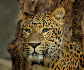 Картинка корельский леопард животные леопарды взгляд усы морда
