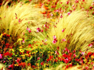 Картинка цветы луговые полевые луг трава
