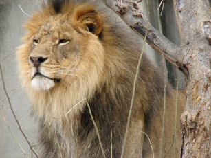 Картинка животные львы лев морда грива дерево