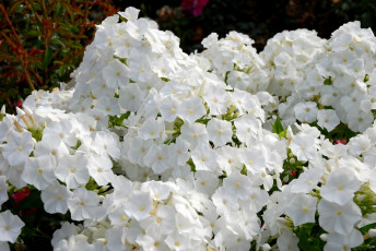 Картинка цветы флоксы белый
