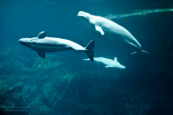 Картинка животные киты кашалоты вода плавание