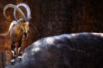 Картинка животные козы рога бородка