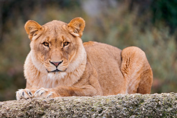 Картинка животные львы львица лежит взгляд камень