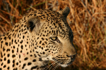 Картинка животные леопарды морда смотрит леопард