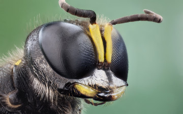 Картинка животные насекомые глаза