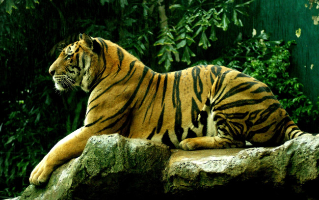 Обои картинки фото животные, тигры, хищник, раскраска, листья