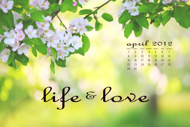 Обои картинки фото календари, цветы, цветение, ветки