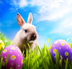 обоя животные, кролики,  зайцы, пасха, easter, spring, кролик, sunshine, rabbit, eggs, meadow, bunny, grass, яйца, луг, трава, весна, blue, sky