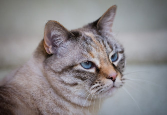 Картинка животные коты кошка морда усы