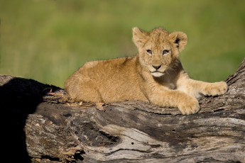Картинка животные львы малыш