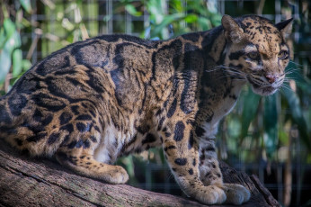 Картинка животные леопарды пятна морда кошка свет