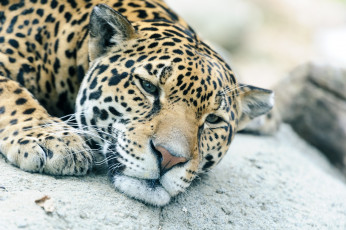 Картинка животные Ягуары кошка морда лапы камень отдых