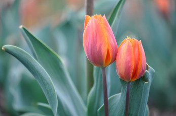 Картинка цветы тюльпаны парочка