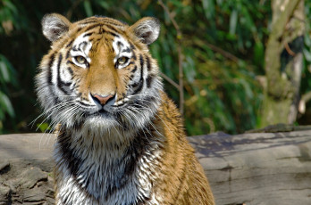 Картинка животные тигры кошка морда мех