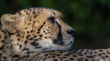 Картинка животные гепарды кошка морда профиль пятна мех