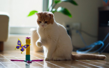 Картинка животные коты игра бабочка кот цветок пол провода комната