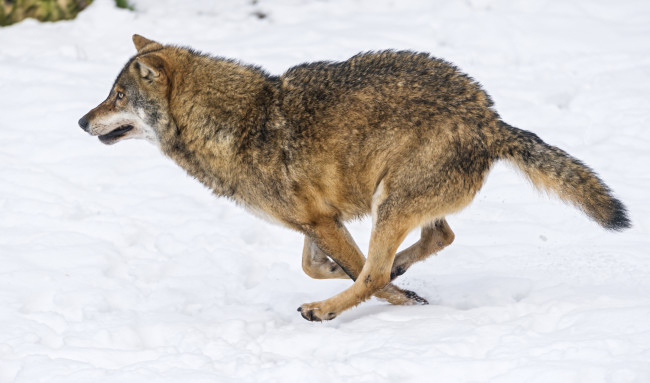 Обои картинки фото животные, волки,  койоты,  шакалы, снег, бег