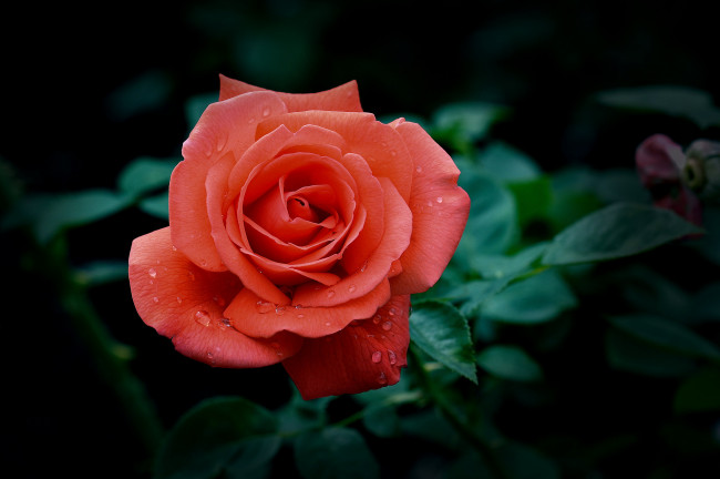 Обои картинки фото цветы, розы, макро
