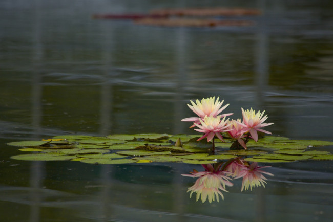 Обои картинки фото цветы, лилии водяные,  нимфеи,  кувшинки, вода