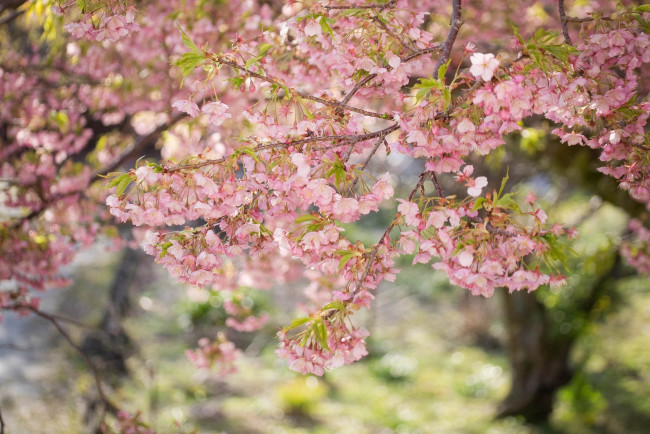 Обои картинки фото цветы, сакура,  вишня, розовый, нежность, весна, дерево, ветки, цветение