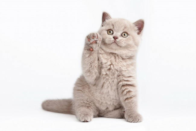 Обои картинки фото животные, коты, белый, фон, котёнок, кот, кошка