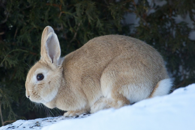 Обои картинки фото животные, кролики,  зайцы, кролик, снег, зима