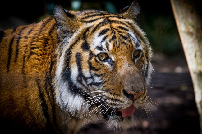 Обои картинки фото животные, тигры, кошка, морда, язык, мех