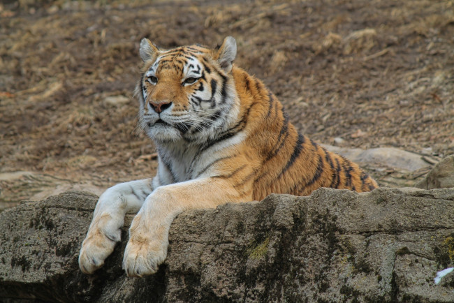 Обои картинки фото животные, тигры, отдых, камни, лапы, морда, кошка
