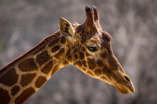 Обои картинки фото животные, жирафы, шея, профиль, морда, пятна