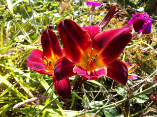 Картинка цветы лилии +лилейники яркий
