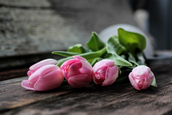 Картинка цветы тюльпаны лепестки розовые