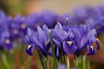 Картинка цветы ирисы цветение лепестки фиолетовый ирис