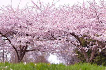 Картинка цветы сакура +вишня нежность красота деревья парк весна цветение