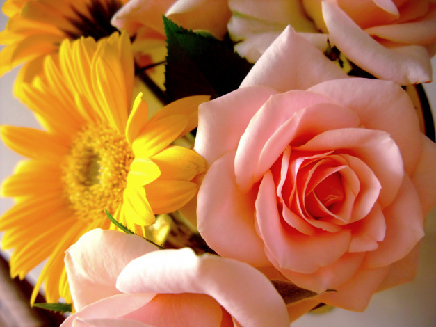 Обои картинки фото цветы, разные вместе, розы, герберы