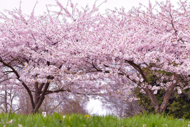 Обои картинки фото цветы, сакура,  вишня, нежность, красота, деревья, парк, весна, цветение