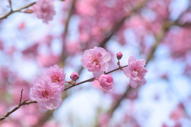 Обои картинки фото цветы, сакура,  вишня, нежность, макро, розовые, весна, вишня