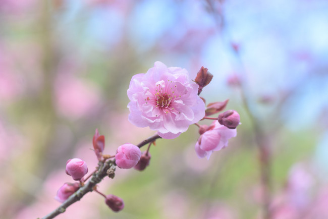 Обои картинки фото цветы, сакура,  вишня, ветка, макро, нежность, бутоны