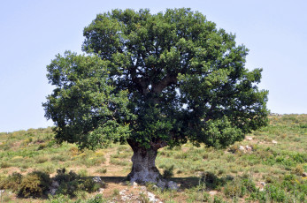 Картинка дуб природа деревья дерево