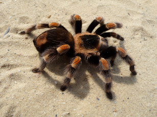 Картинка животные пауки птицеед песок паук