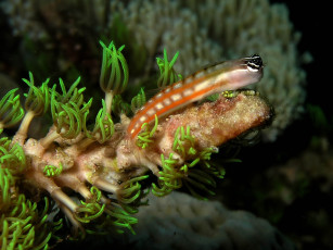 Картинка животные рыбы кораллы водоросли рыбка