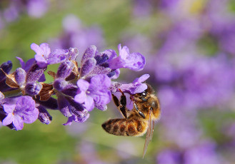Картинка животные пчелы +осы +шмели пчела нектар цветок