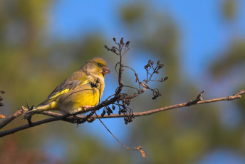 Картинка животные птицы ветка семена желтый птица чиж