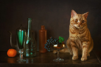Картинка животные коты бокал котейка виноград бутылки рыжий кот мандарин