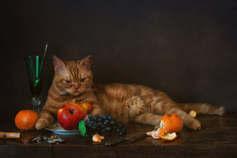 Картинка животные коты яблоки виноград мандарины рыжий кот бокал котейка