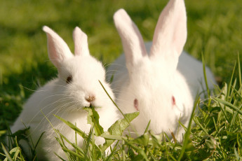 Картинка животные кролики +зайцы трава пара белые