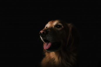 Картинка животные собаки взгляд