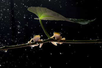 Картинка животные лягушки боке лист ветка чёрный фон