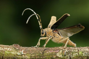 Картинка животные насекомые жук усы крылья бревно