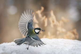 Картинка животные синицы +лазоревки птица синица полет снег