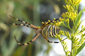 Картинка животные пауки паук паутина стебель
